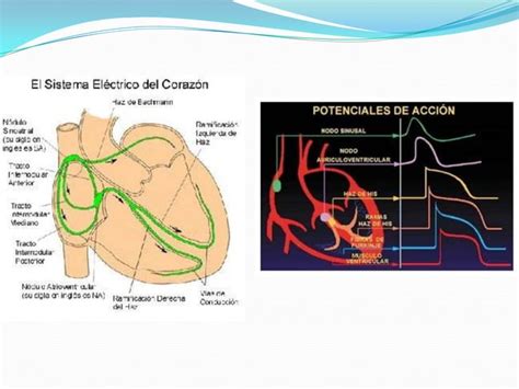 Electrofisiología Cardiaca Ppt