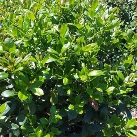 Compact Inkberry Holly | Duncan Nursery