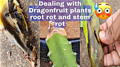 How To Deal With Dragon Fruit Plant Stem Rot And Root Rot Fungus In