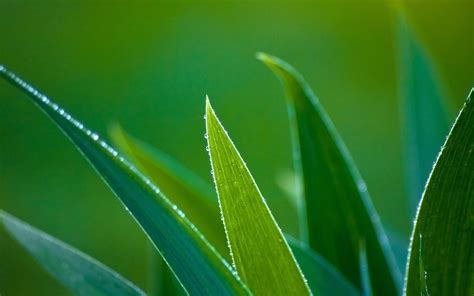 X Resolution Close Up Photography Of Green Leaf Plant Hd