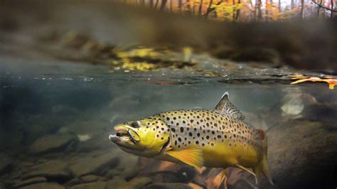 Speckled Trout Underwater