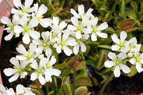 Dionée et floraison Conseils astuces et entretien Pépinières