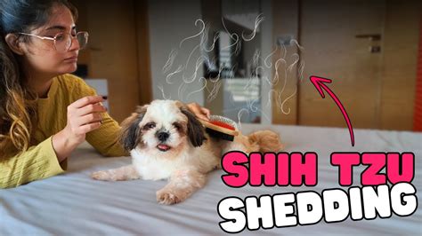 Shih Tzu Shedding What To Expect And How To Manage It Youtube