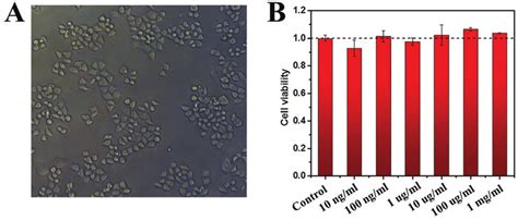 Cytotoxicity Test Of Au Ncs Gst On Hela Cells A Morphology Of Hela