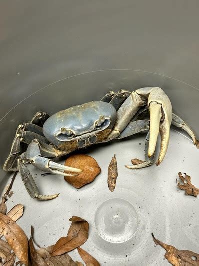 Invasive Blue Land Crabs Reported Along South Atlantic Coast Coastal