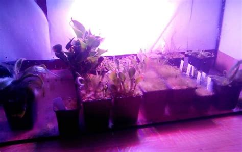 15 Easy Diy Grow Light Ideas For Year Round Indoor Gardening And Seed Starting 5 Grow Lights For