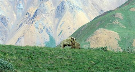 Bears in Denali: What you Need to Know