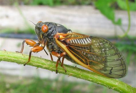 Northern Illinois 17 Year Cicadas 2024 Peggi Isabelita