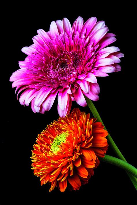 Two Special Gerbera Daisies Photograph By Garry Gay Fine Art America