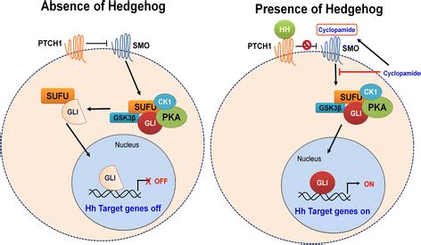 Hedgehog Signaling Pathway A In The Absence Of Hh Ligand Ptch