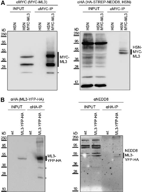 ML3 Is A NEDD8 Modified Protein A Results Of An Immunoprecipitation