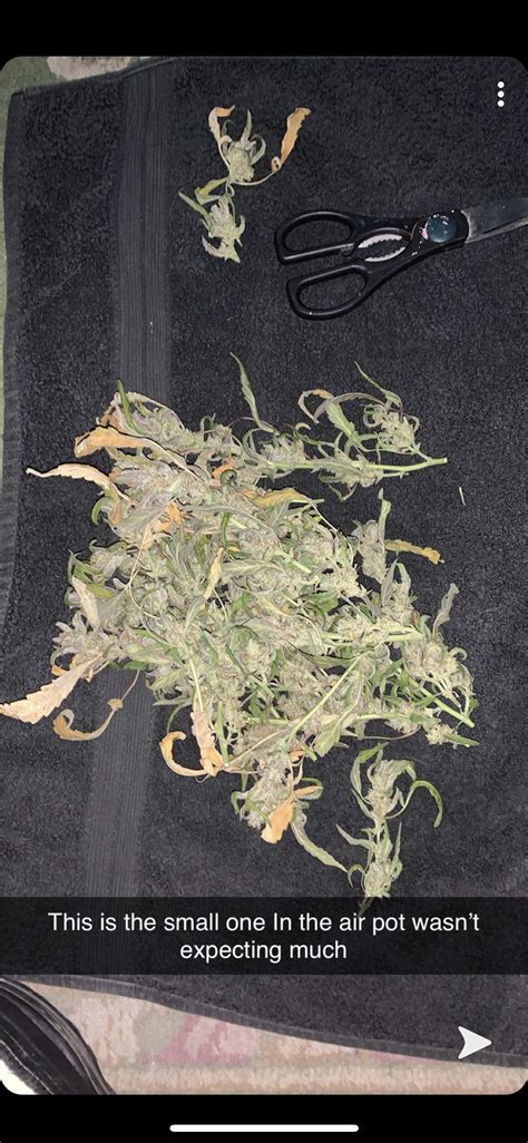 Fast Buds Stardawg Auto Grow Diary Journal Harvest11 By Learners