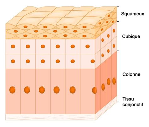 Cellules épithéliales nombreuses dans lurine explications possibles