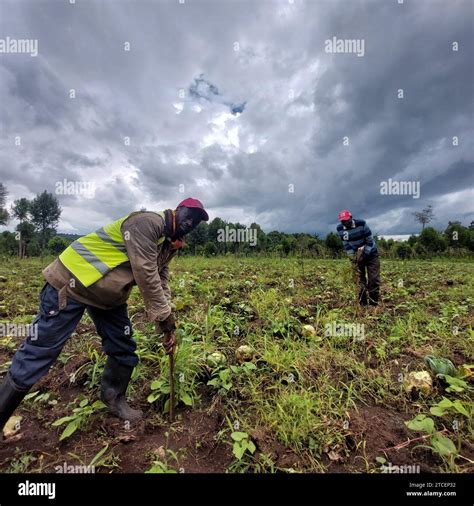 Photopqr Le Parisien Fr D Ric Mouchon Mau Forest En