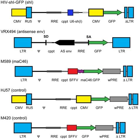 The Lentiviral Vectors Hiv Shi Gfp Vrx494 M589 Hj57 And M420 Are