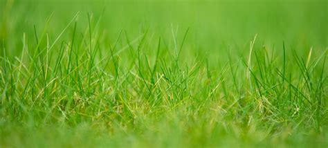 Green Grass Free Stock Photo Public Domain Pictures