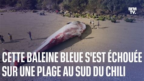 Une baleine bleue considérée comme le plus grand animal sur Terre s