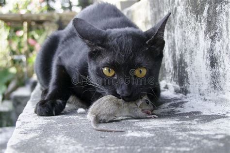 Cat hunt rat stock photo. Image of predator, black, hunter - 60217092