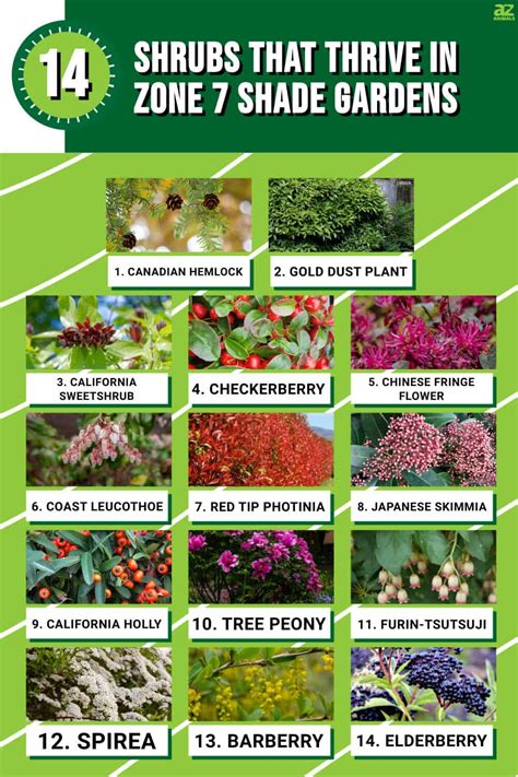 14 Shrubs That Thrive in Zone 7 Shade Gardens - A-Z Animals