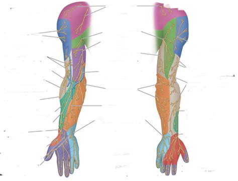 dermatomes   arm flashcards quizlet