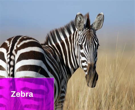 Zebra Sound Free MP3 Download | Mingo Sounds