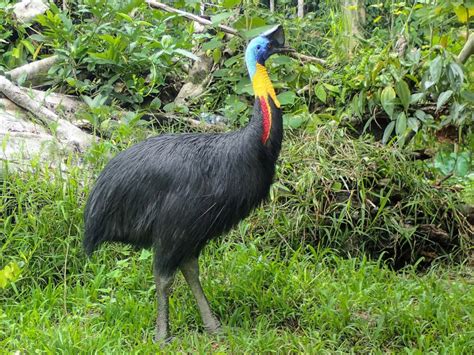 10 Examples Of Flightless Birds Animal Corner