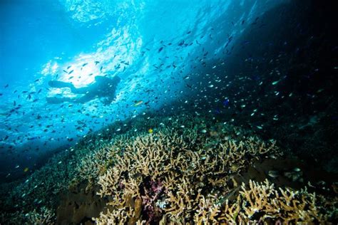 Diving at Bunaken Island – Tripcarte.Asia