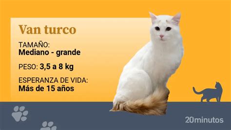 Foto Ficha Van Turco Razas De Gatos Ancestrales Y Rodeadas De