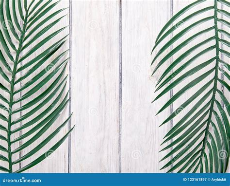 Green Palm Leaves on Background Stock Image - Image of plant, forest ...