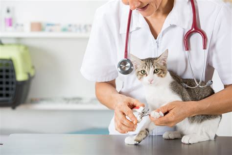 It S Time To Take Your Cat To The Veterinarian