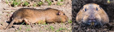 Types Of Rodents Found In Oklahoma Nature Blog Network