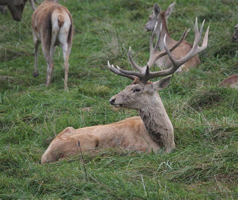 bactrian deer facts habitat  pictures interesting animals