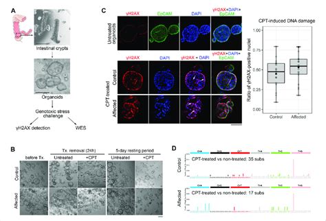 Generation Of Pdo And Dna Damage And Repair Functional Assessment In A