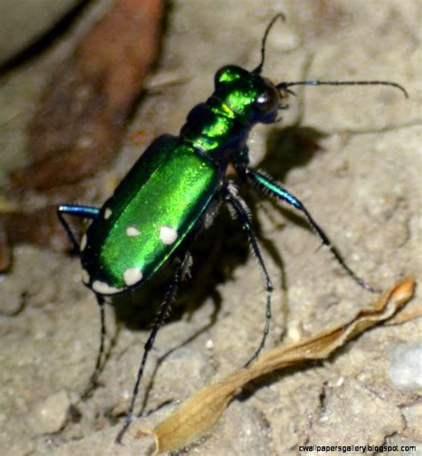 Large Green Beetle Insect Wallpapers Gallery