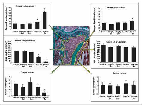 Figure From Differential Effect Of Doxorubicin And Zoledronic Acid On