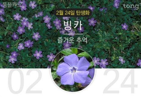 2월24일 탄생화 빙카 꽃말과 의미는 뉴스트림