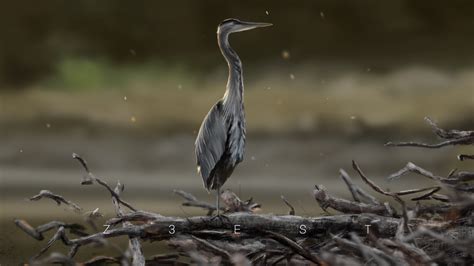 ArtStation - Heron