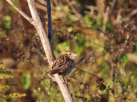 LeConte S Sparrow Ammospiza Leconteii BK Leach CA Lincol Flickr