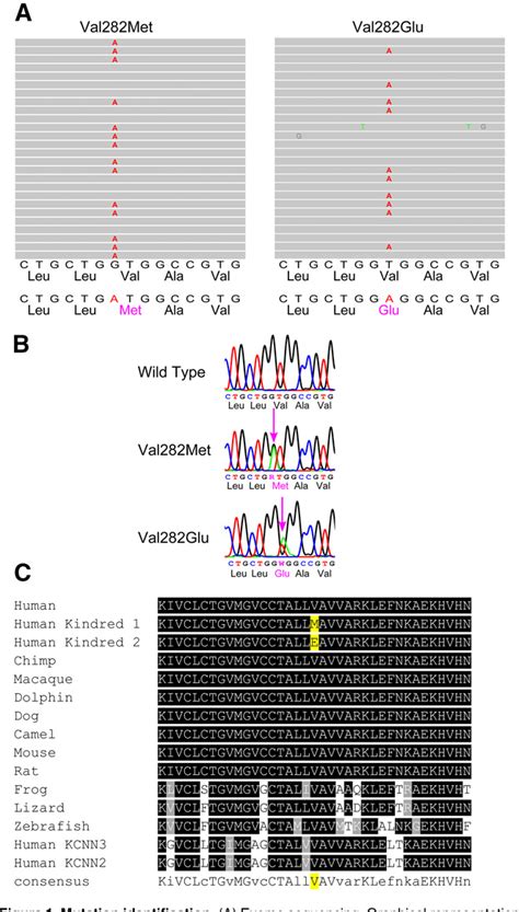 Figure 1 From RED CELLS IRON AND ERYTHROPOIESIS Mutations In The