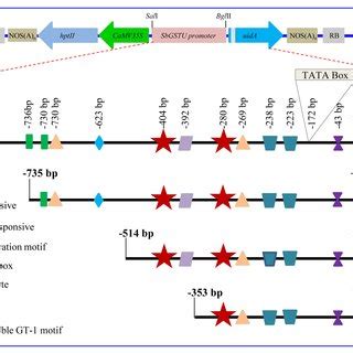 Schematic Representation Of Plant Expression Vector Constructs The