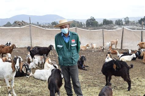 Pastoralists as conservationists – Pastoralism, Uncertainty and ...