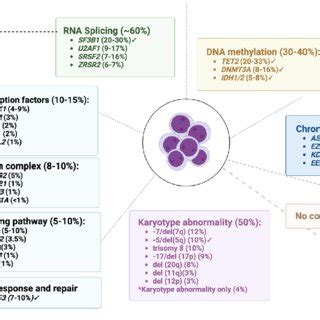 MDS Genomic Landscape The Figure Highlights Gene Mutations Found In