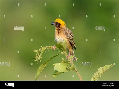 the agressive beautiful male baya weaver in Thailand Stock Photo - Alamy