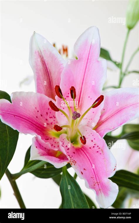 Stargazer lily hi-res stock photography and images - Alamy