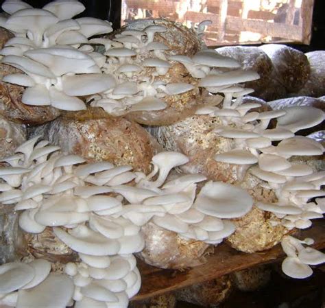 Oyster Mushroom Manufacturer in Coimbatore Tamil Nadu India by APS mushrooms | ID - 3756468