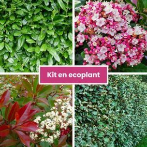 Kit Haie persistante 7 variétés Vente en ligne de plants de Kit