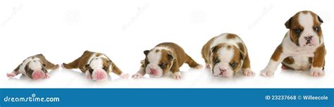 Puppy Growth Royalty Free Stock Photos Image 23237668