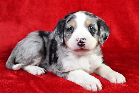 Puppies Available for Adoption — Adorable Pups