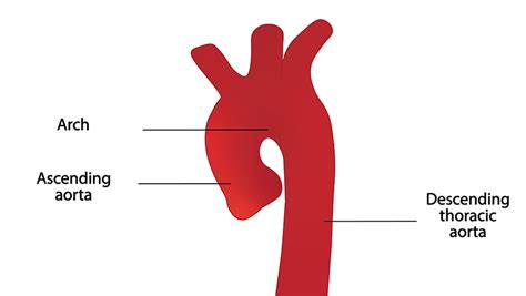 Ascending And Descending Aorta