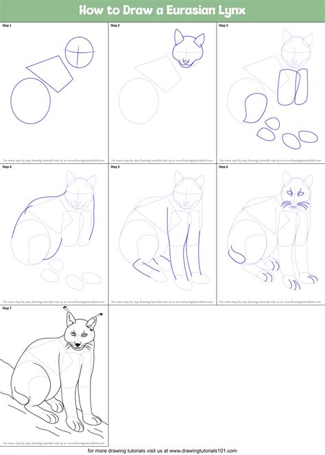 How To Draw A Eurasian Lynx Wild Animals Step By Step